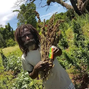 Weed Farm Tour Montego Bay